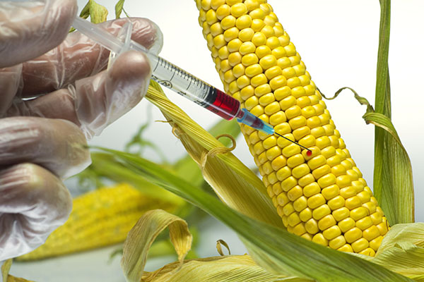 NON GMO Ürünler