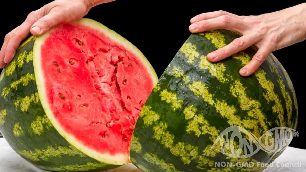 Ist kernlose Wassermelone GVO?