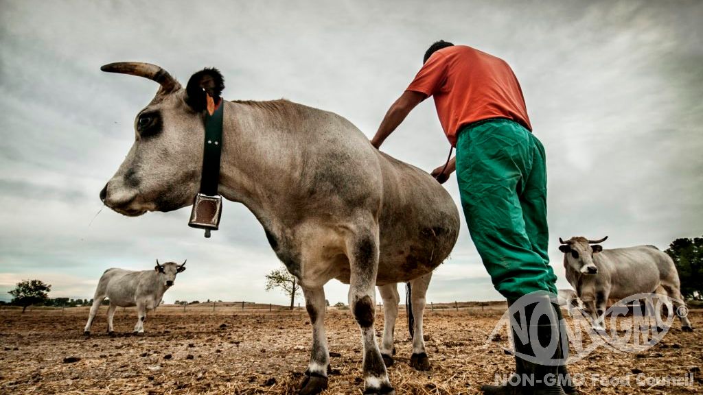 Çiftçiler GDO'lu Olmayan Yemlerle Daha İyi Hayvan Sağlığı Rapor Ediyor