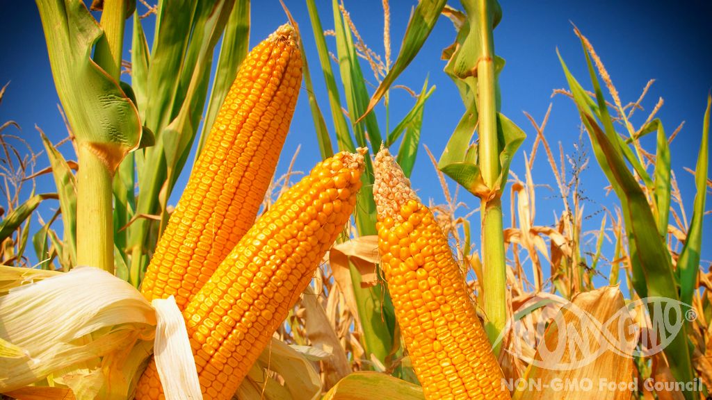 Are GMOs Different From Traditional Crossbreeding?