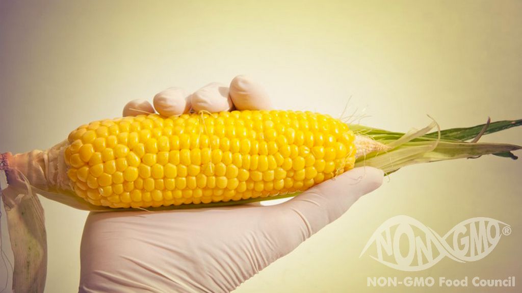 What Are GMOs?