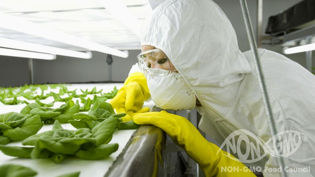 Muiden kuin kasvigeenien lisääminen GMO: iin