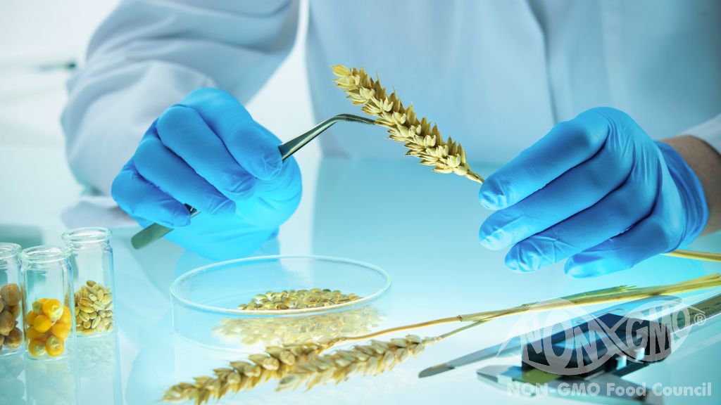 Miksi GMO -testi on tärkeä?