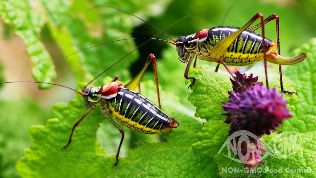 GMO ja biologinen monimuotoisuus