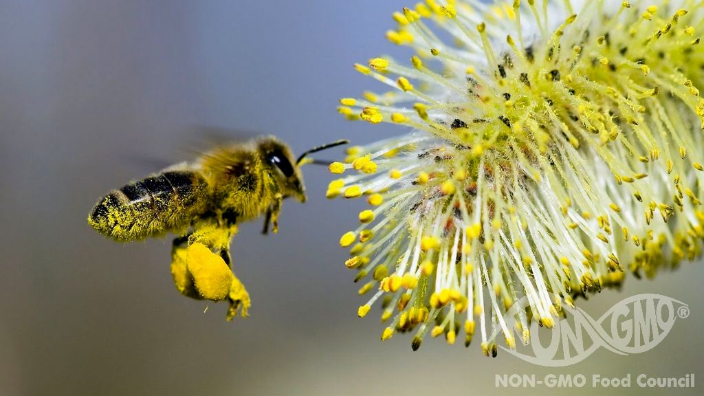 GMO and Cross Pollination