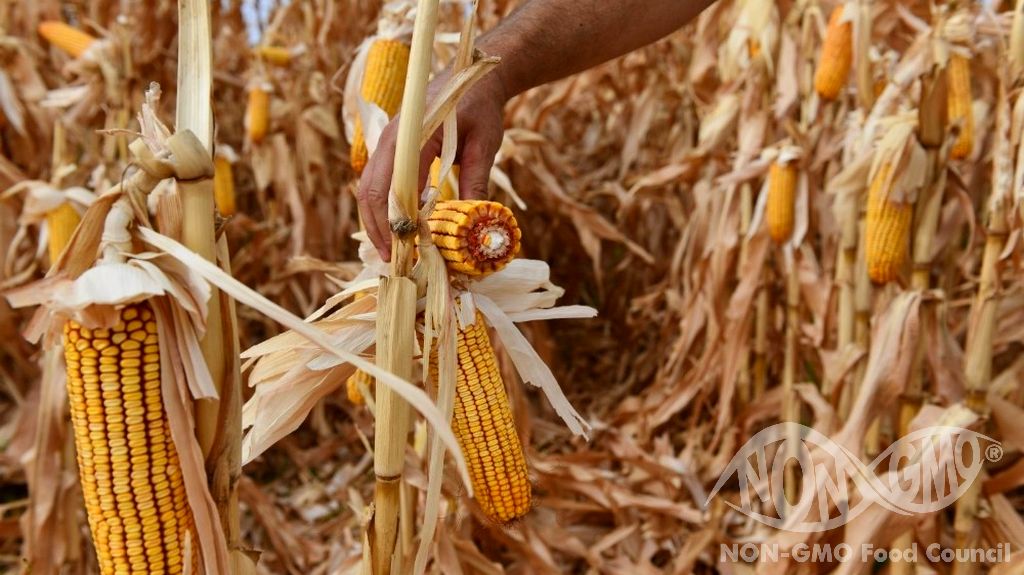 GMO -viljelijöiden viljelijöillä on vähemmän siemenvaihtoehtoja