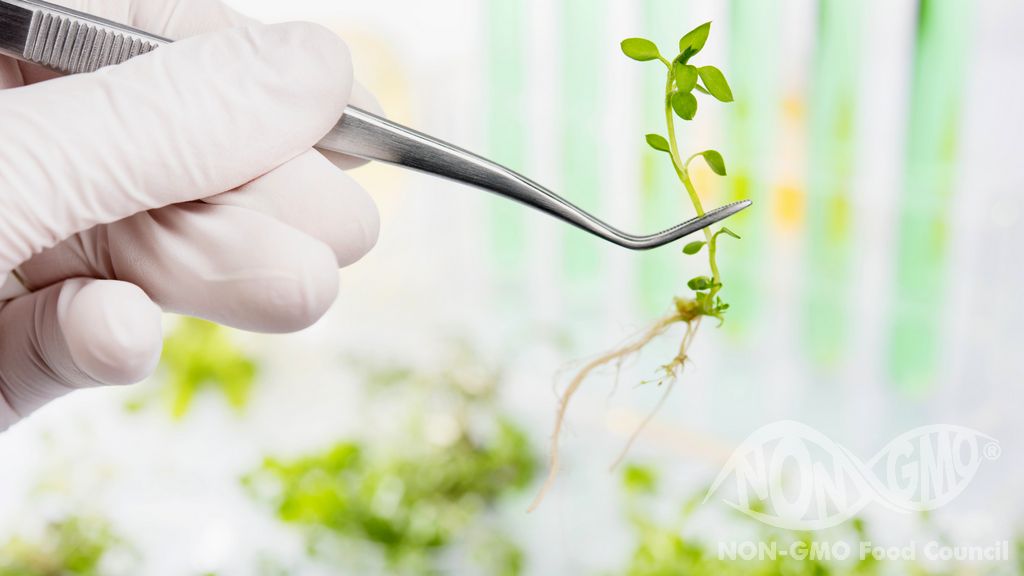 Auswirkungen gentechnisch veränderter Pflanzen auf die Umwelt