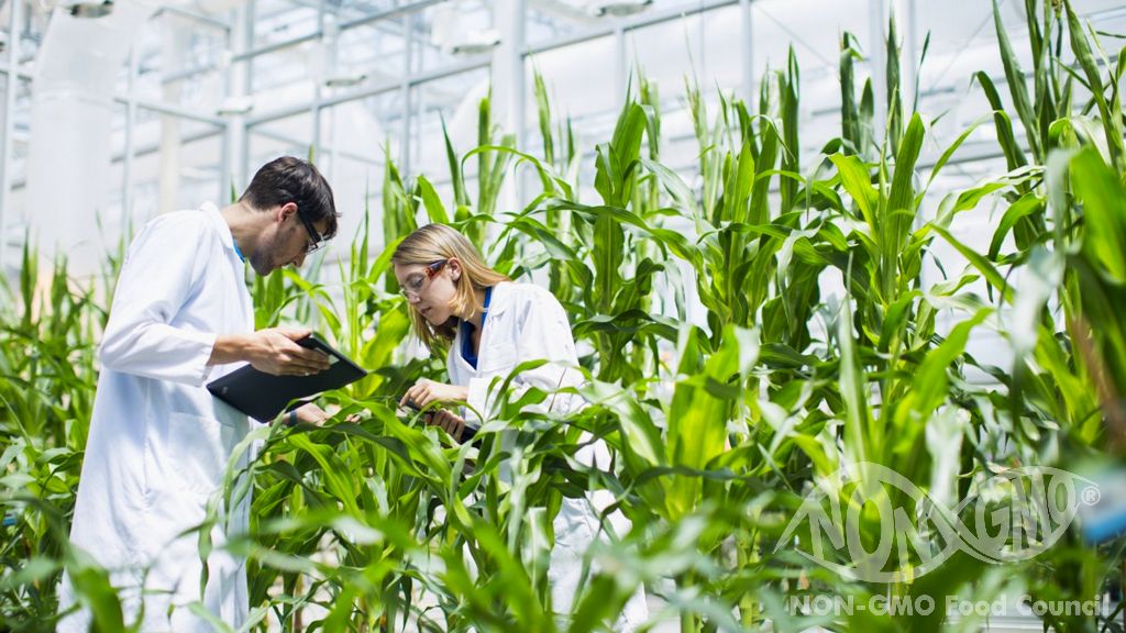 How Has Genetic Engineering Changed Plant and Animal Breeding?