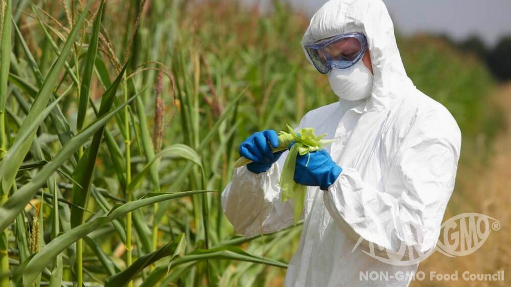 Miten GMO vaikuttaa hyönteisiin?
