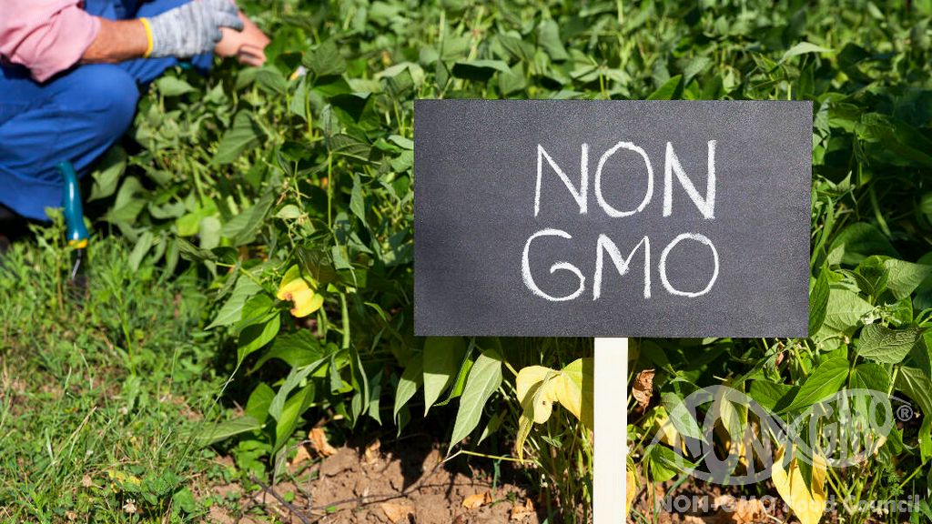 Miten GMO -vapaita ja ei -GMO -elintarvikkeita koskevat säännöt toimivat