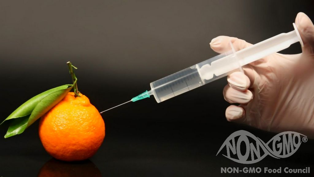 GMO Nedir?