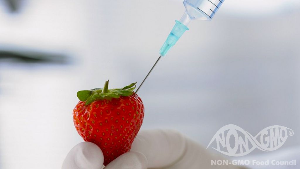 Is GMO Harmful to Health?