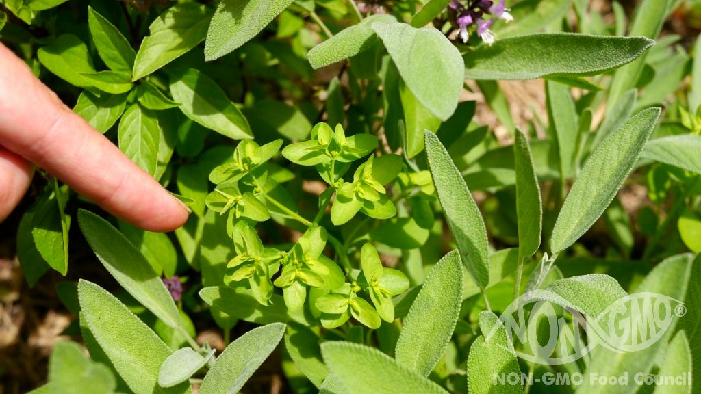 GMO ja rikkaruohot