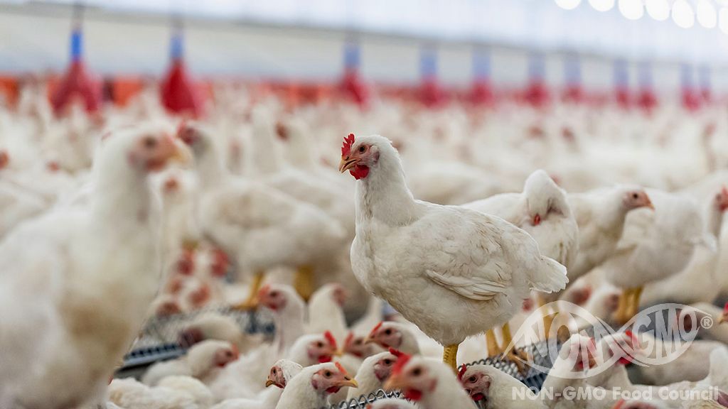 Poultry Increases Demand for Non-GMO Feed