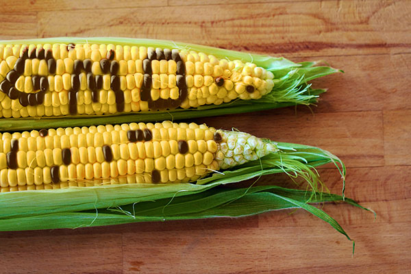 GMO-