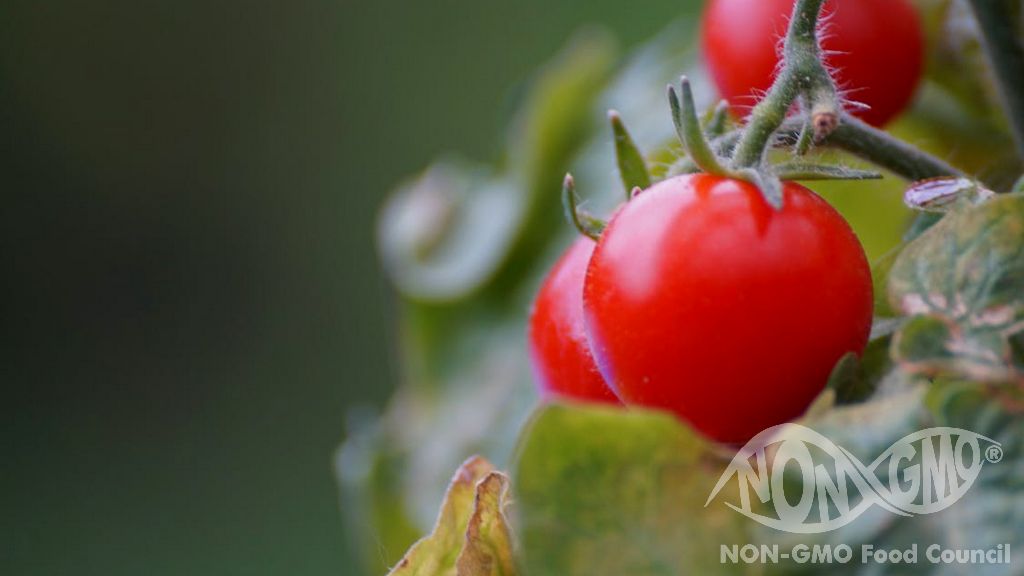 Miksi kasvattaa GMO -kasveja?