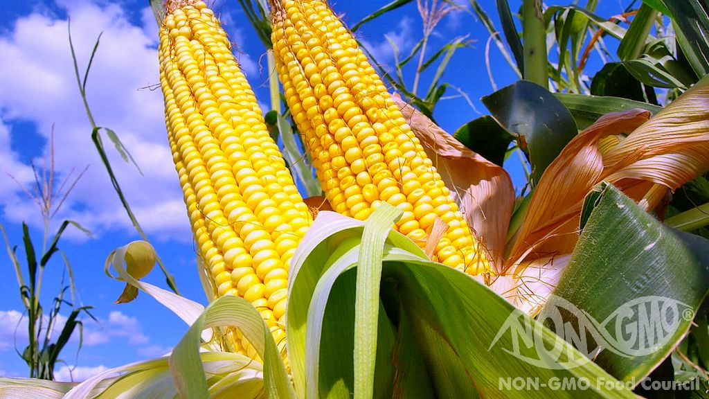 NON GMO Corn Certificate