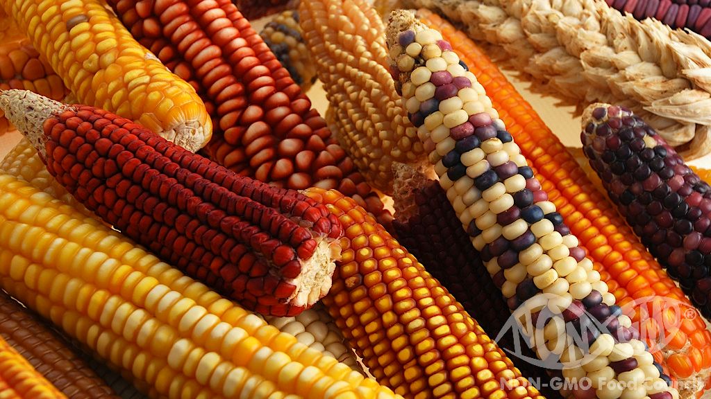 Mikä on EI GMO?