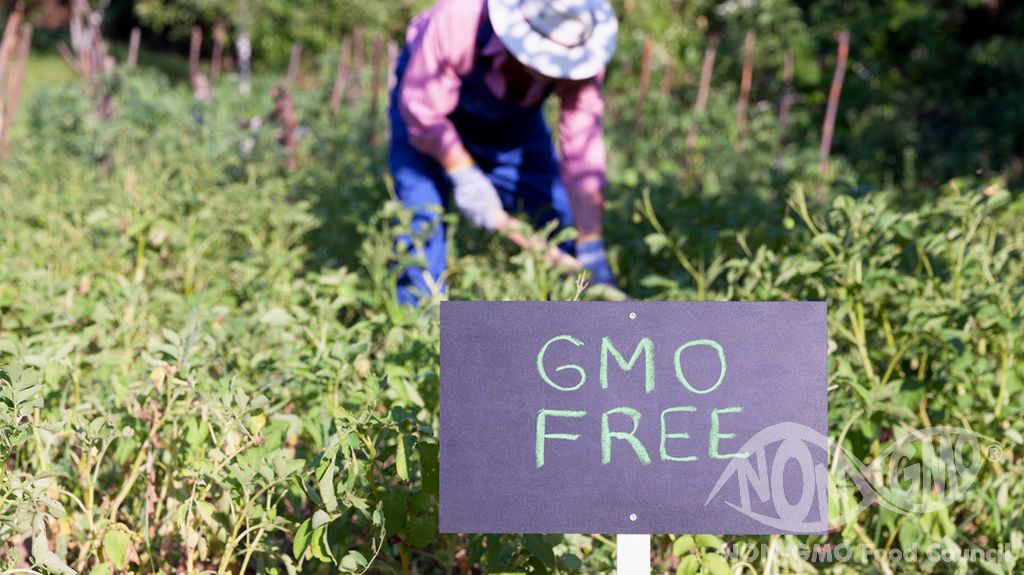 Wie erhalte ich ein NON GMO-Zertifikat?