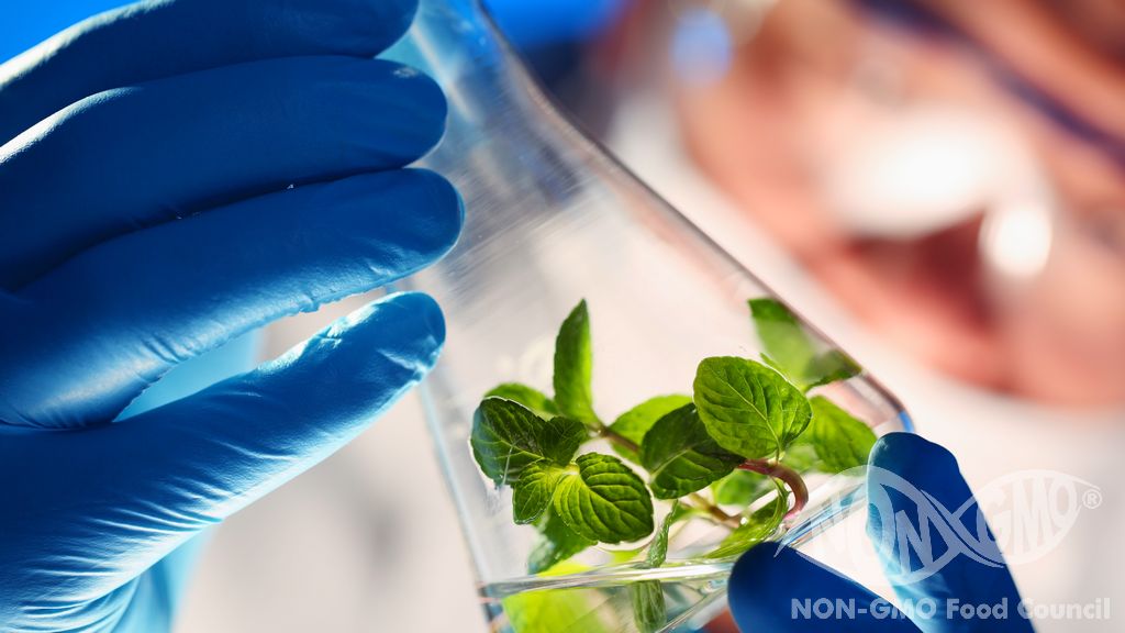 Schritte zur Überprüfung der NON-GMO-Zertifizierung