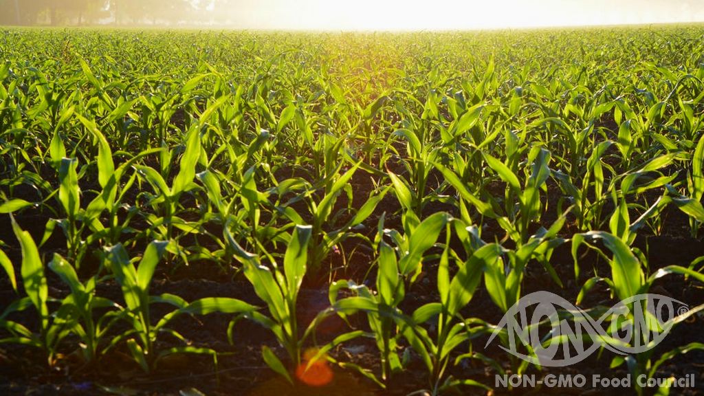 NON GMO Landwirtschaftszertifikat