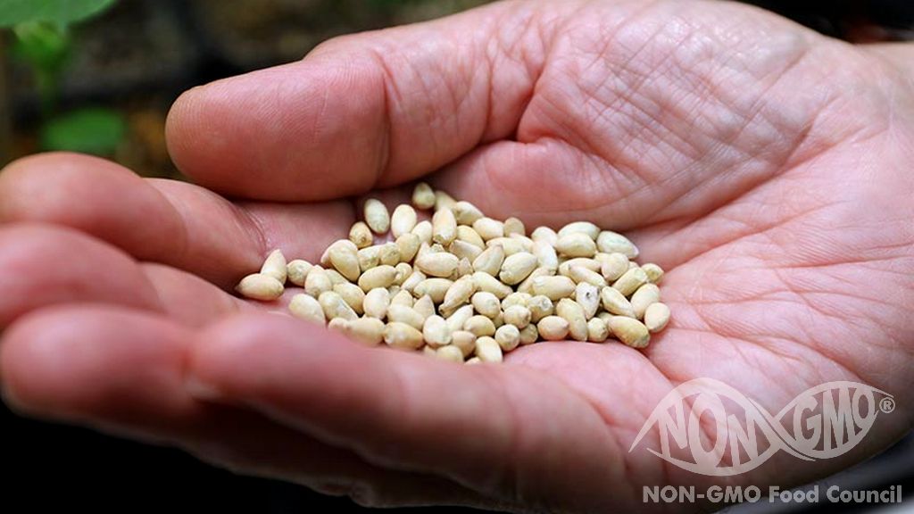 NON GMO Seed Certificate