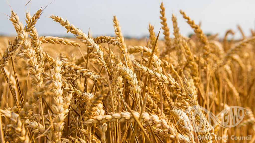 Tüketiciler GD (Genetiği Değiştirilmiş) Buğday İstemiyor