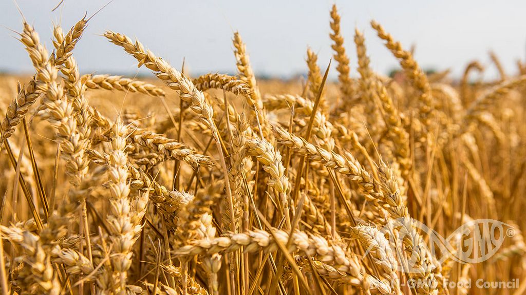 Consumers Don't Want GM (Genetically Modified) Wheat